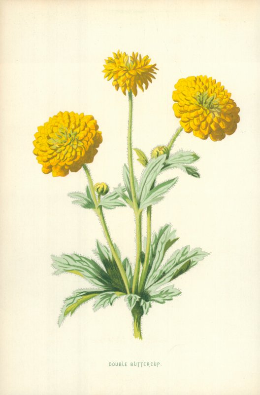 Dobbelt ranunkel af Frederick Edward Hulme
