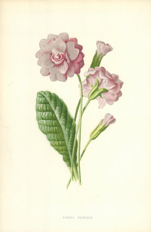 Dobbelt Primrose af Frederick Edward Hulme