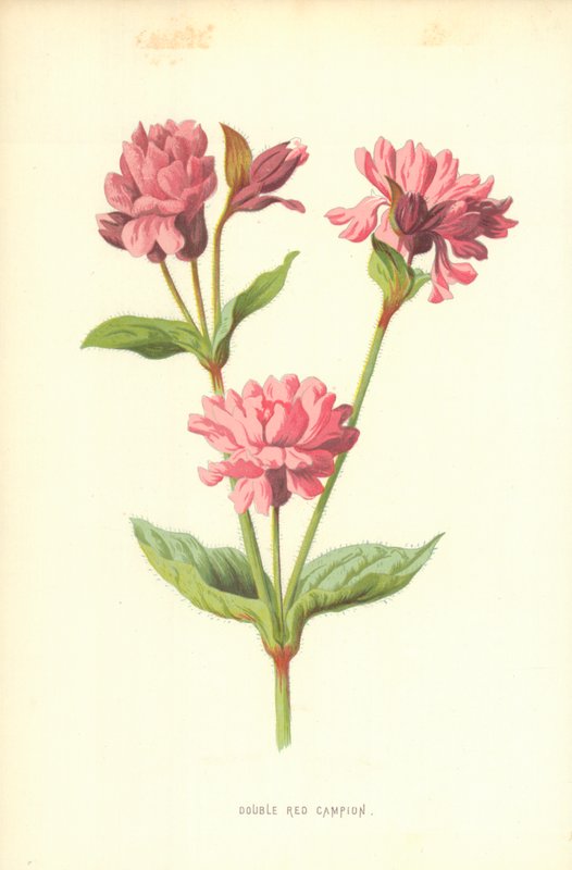 Dobbelt Rød Campion af Frederick Edward Hulme