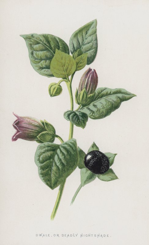Dwale, eller Deadly Nightshade (chromolitho) af Frederick Edward Hulme