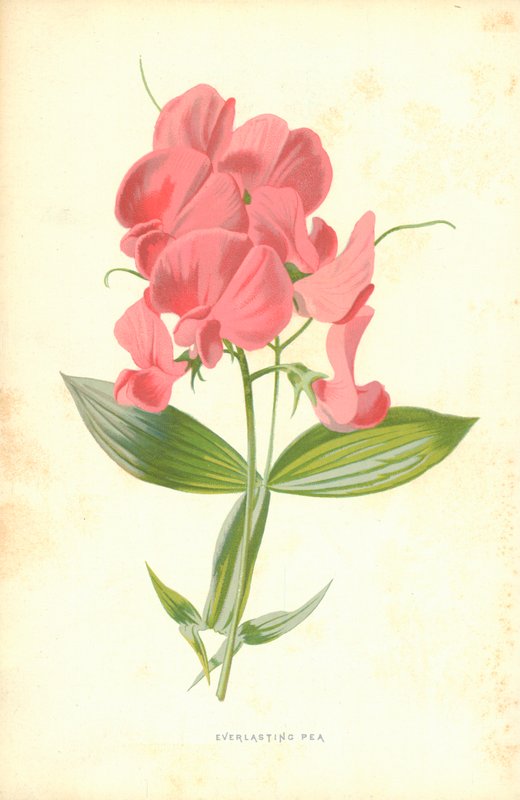 Evigvarende ærte af Frederick Edward Hulme