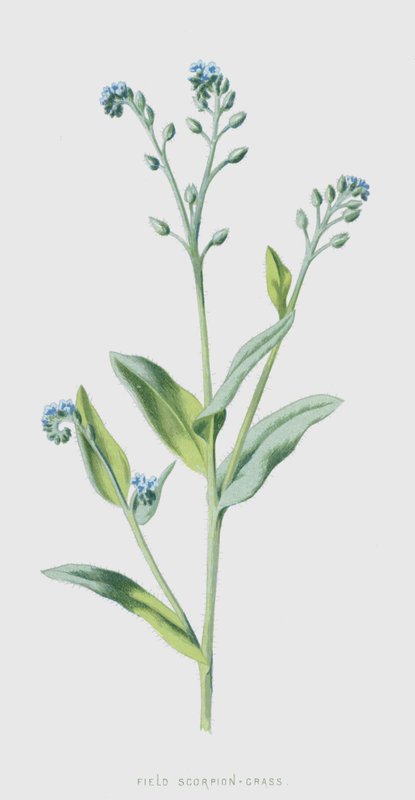 Markskorpion-græs (chromolitho) af Frederick Edward Hulme