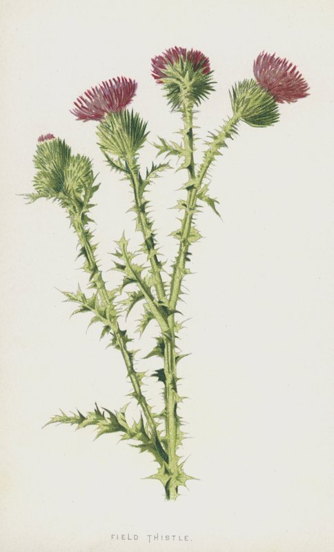 Agertidsel (chromolitho) af Frederick Edward Hulme