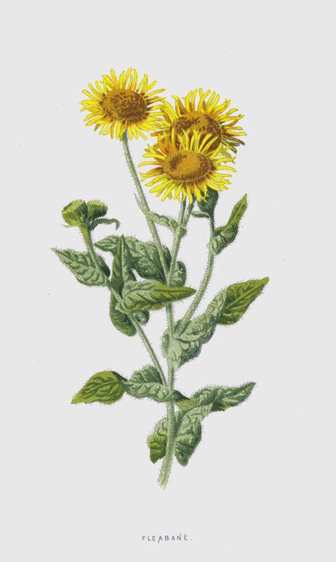 Loppebane (chromolitho) af Frederick Edward Hulme