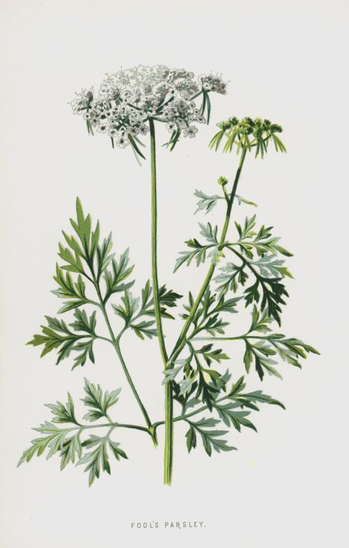 Fools Persille (chromolitho) af Frederick Edward Hulme