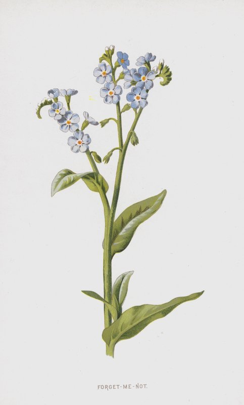 Forglem-mig-ej (chromolitho) af Frederick Edward Hulme