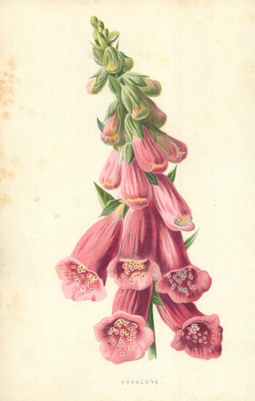 Rævenellike af Frederick Edward Hulme