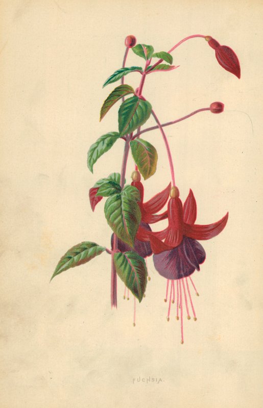 Fuchsia af Frederick Edward Hulme