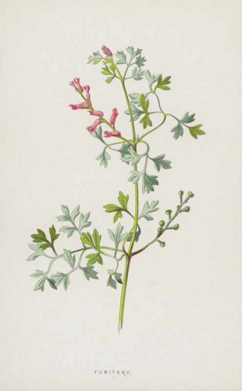 Fumitory (chromolitho) af Frederick Edward Hulme