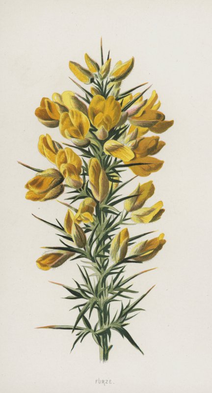 Furze (chromolitho) af Frederick Edward Hulme