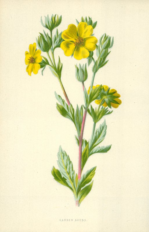 Have Avens af Frederick Edward Hulme