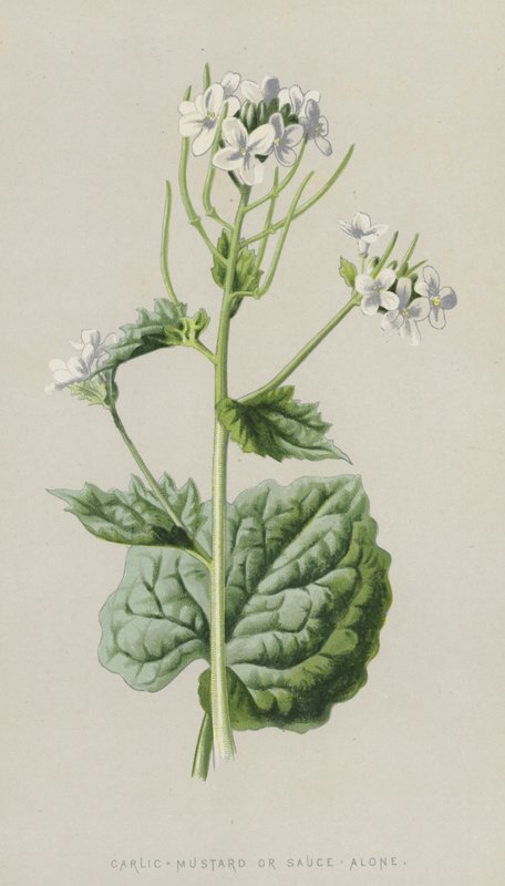 Hvidløg-sennep eller sauce-alene (chromolitho) af Frederick Edward Hulme