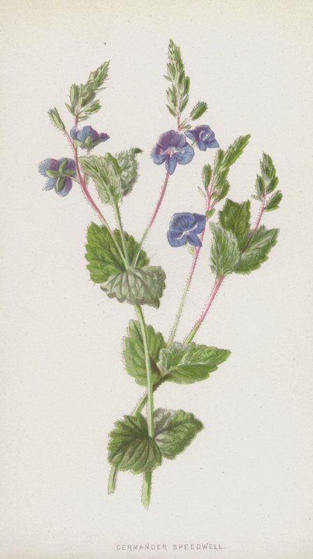 Germander Speedwell (chromolitho) af Frederick Edward Hulme