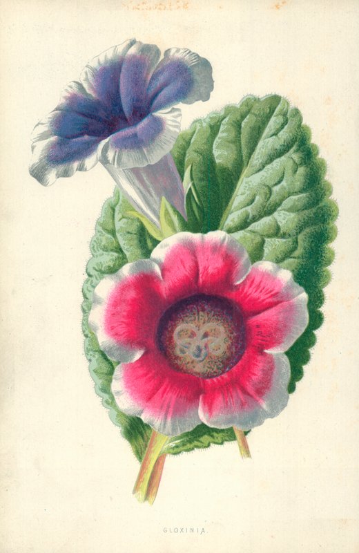Gloxinia af Frederick Edward Hulme