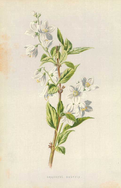 Yndefulde Deutzia af Frederick Edward Hulme