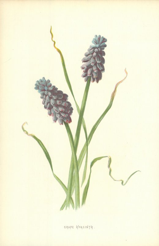 Druehyacint af Frederick Edward Hulme