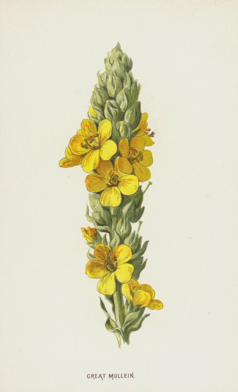 Stor mullein (chromolitho) af Frederick Edward Hulme