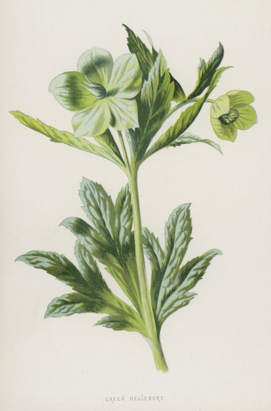 Grøn Hellebore (chromolitho) af Frederick Edward Hulme
