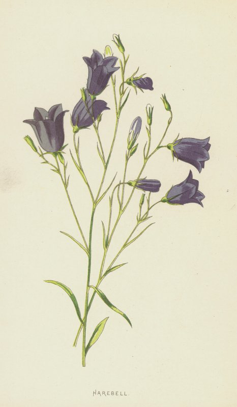 Harebell (chromolitho) af Frederick Edward Hulme