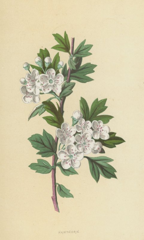 Hagtorn (chromolitho) af Frederick Edward Hulme