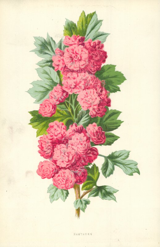 Tjørn af Frederick Edward Hulme