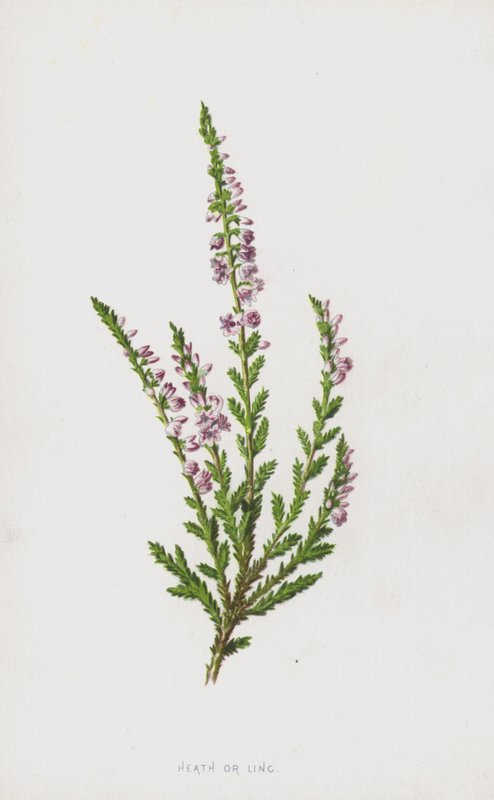Heath eller Ling (chromolitho) af Frederick Edward Hulme