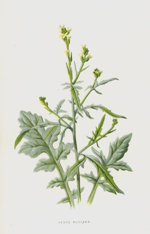 Hækkesennep (chromolitho) af Frederick Edward Hulme