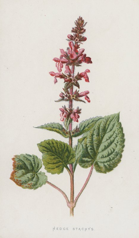 Hedge Stachys (chromolitho) af Frederick Edward Hulme