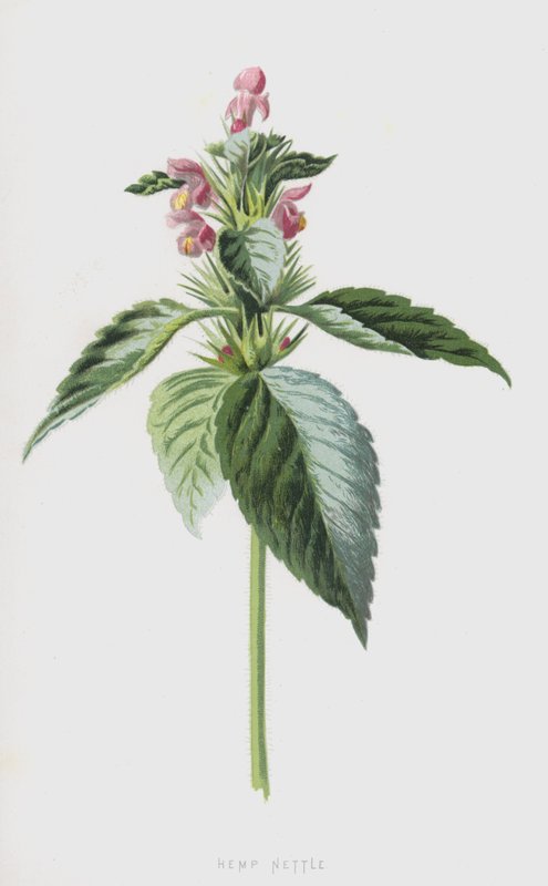 Hampenælde (chromolitho) af Frederick Edward Hulme
