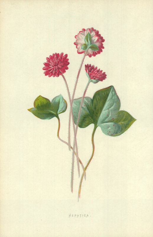 Hepatica af Frederick Edward Hulme