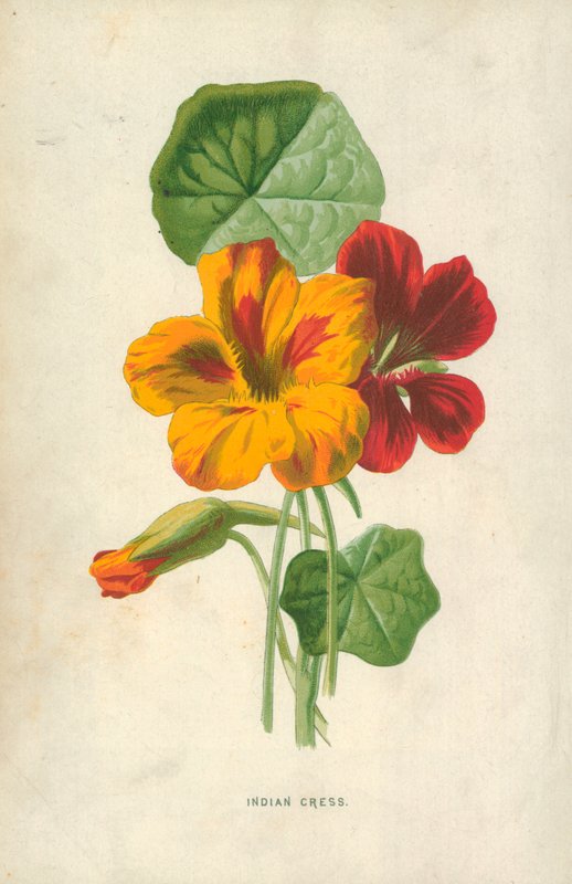 Indisk karse af Frederick Edward Hulme