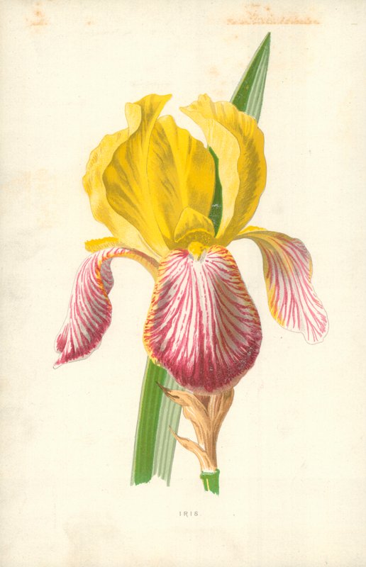 Iris af Frederick Edward Hulme