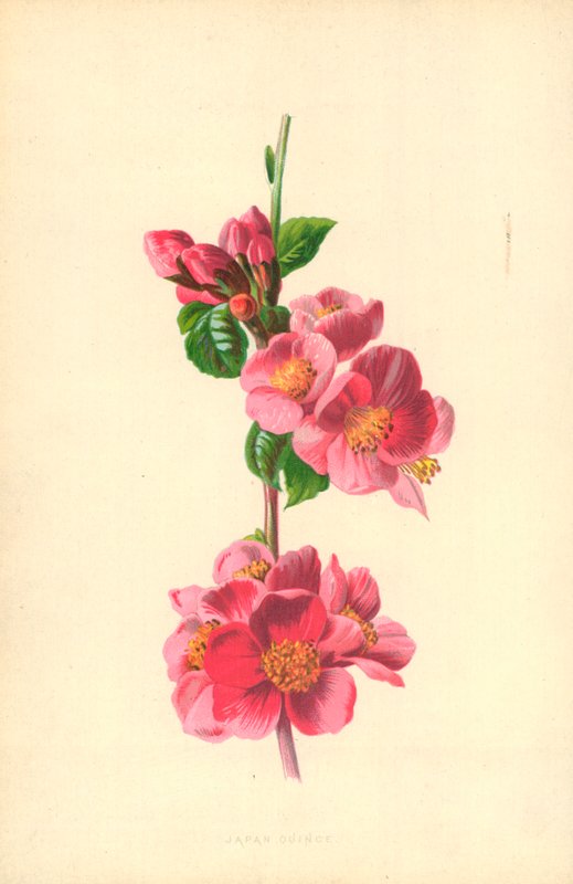 Japan kvæde af Frederick Edward Hulme