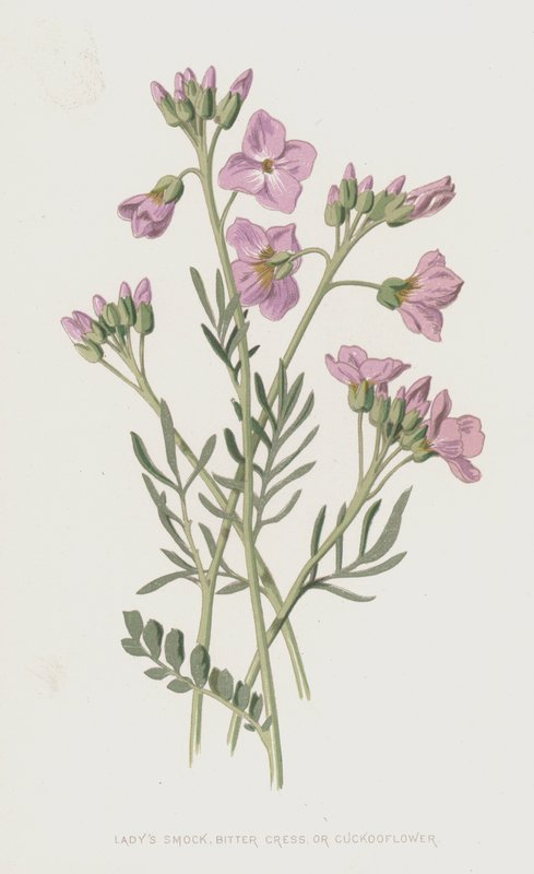 Ladys kittel, bitter karse eller gøgeblomst (chromolitho) af Frederick Edward Hulme