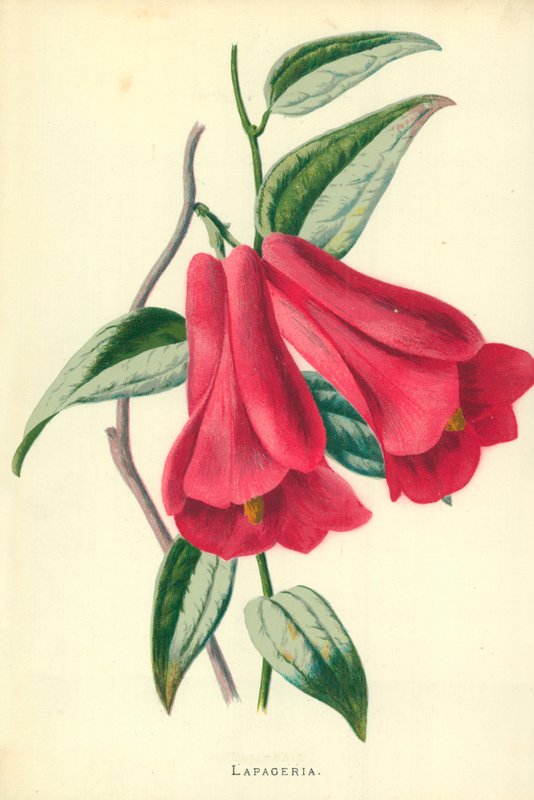 Lapageria af Frederick Edward Hulme