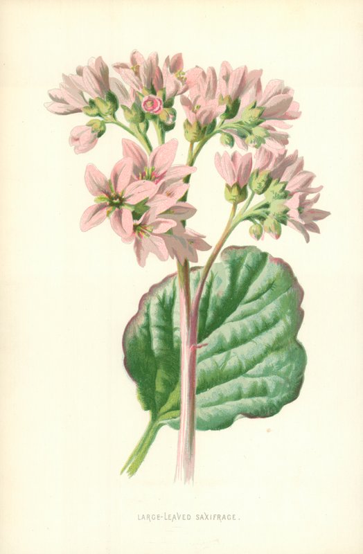 Storbladet Saxifrage af Frederick Edward Hulme