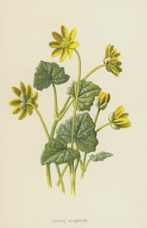 Lille skælrod (chromolitho) af Frederick Edward Hulme