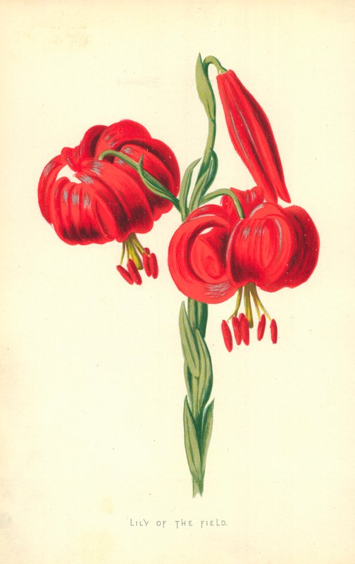 Lilje af marken af Frederick Edward Hulme