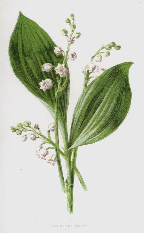 Liljekonval (chromolitho) af Frederick Edward Hulme