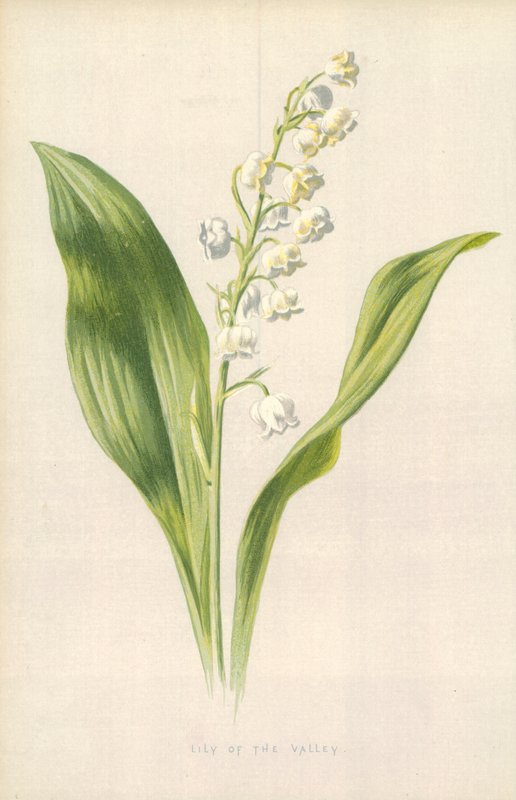 Dalens lilje af Frederick Edward Hulme