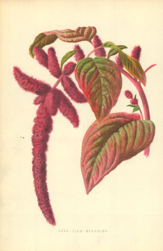 Kærlighed-Løgn-Blødning af Frederick Edward Hulme