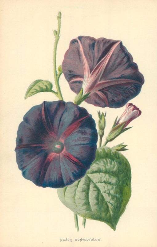 Major Convolvulus af Frederick Edward Hulme