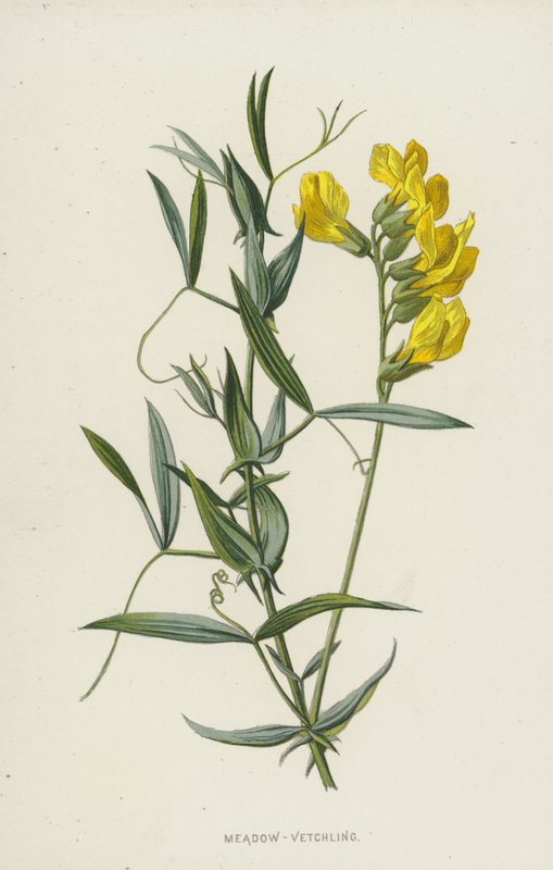 Eng-Vetchling (chromolitho) af Frederick Edward Hulme