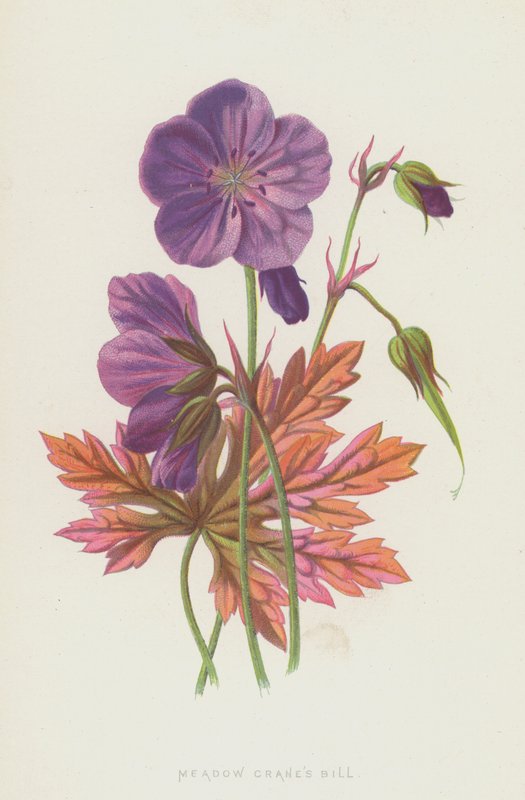 Meadow Cranes Bill (chromolitho) af Frederick Edward Hulme