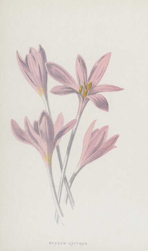 Eng safran (chromolitho) af Frederick Edward Hulme