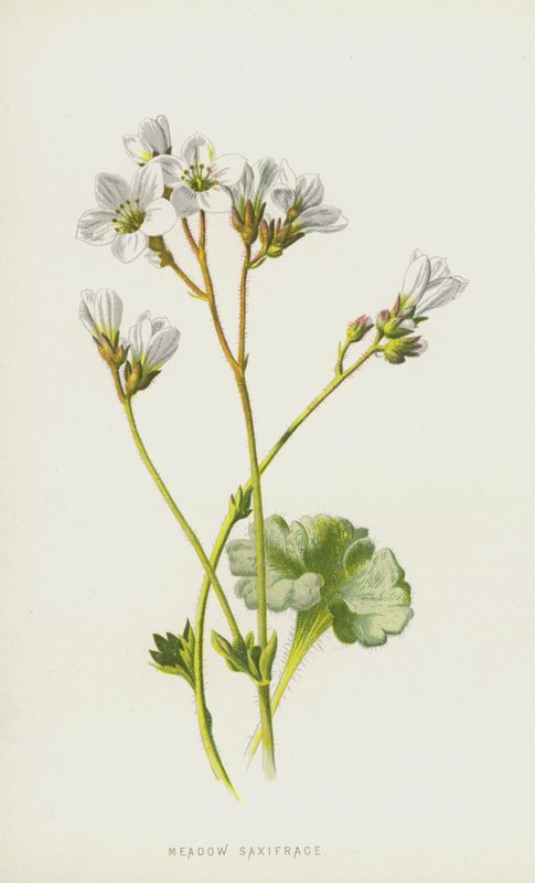 Eng Saxifrage (chromolitho) af Frederick Edward Hulme