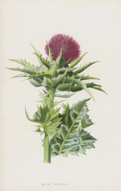 Marietidsel (chromolitho) af Frederick Edward Hulme