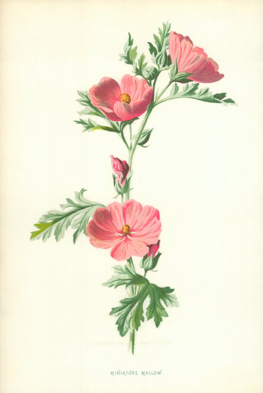Miniature Mallow af Frederick Edward Hulme