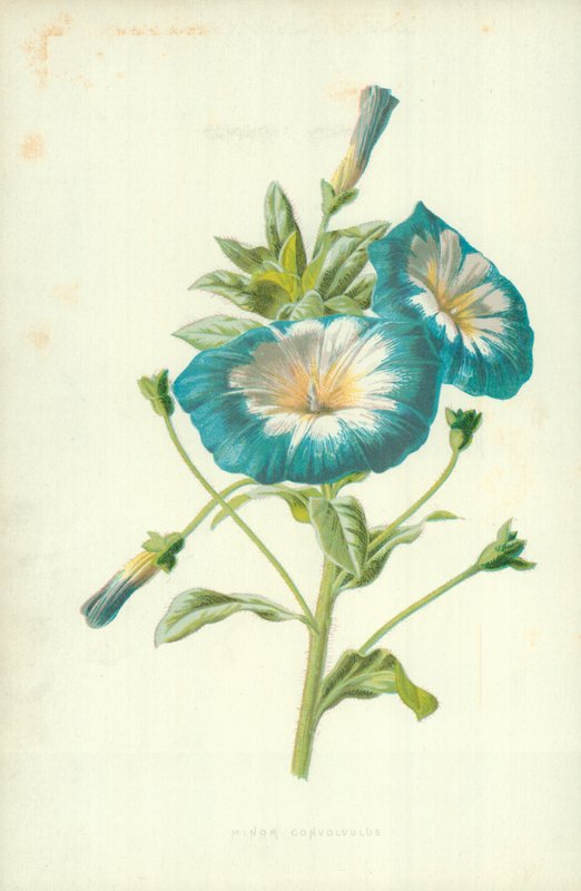Mindre Convolvulus af Frederick Edward Hulme