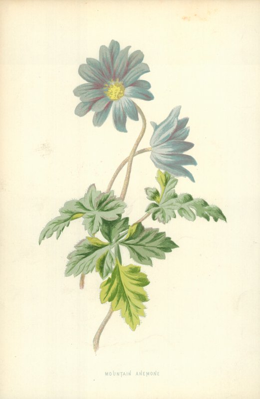 Bjerganemone af Frederick Edward Hulme